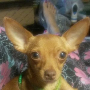 Meet your Posher, Sharon